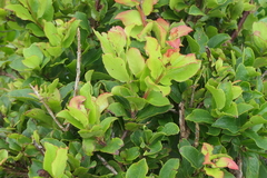 Vaccinium cylindraceum