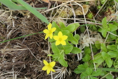 Lysimachia azorica