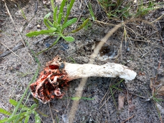 Lysurus corallocephalus