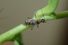 Dicyphus escalerae