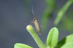 Dicyphus escalerae