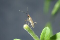 Dicyphus escalerae