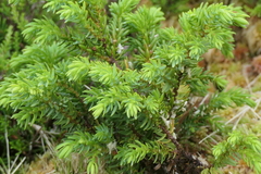 Juniperus brevifolia