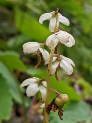 Pyrola elliptica