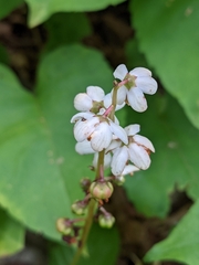 Pyrola elliptica