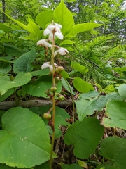 Pyrola elliptica