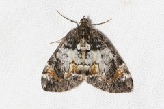 Dysstroma latefasciata