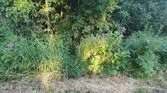 Impatiens glandulifera