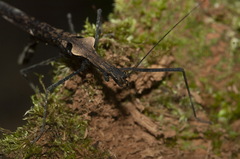 Pseudophasma phthisicum