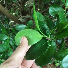 Suregada aequorea