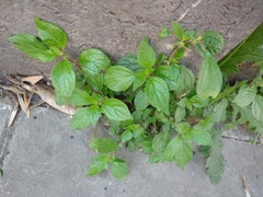 Angiospermae