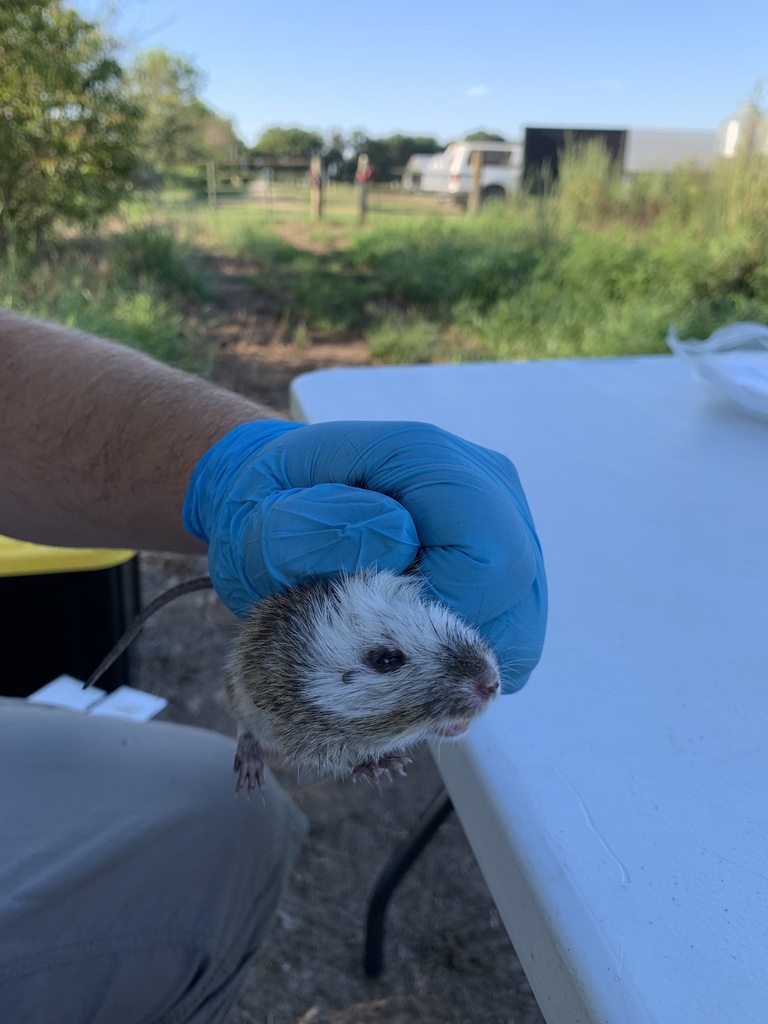 Hispid Cotton Rat from Siloam Springs, AR, US on August 14, 2022 at 08: ...