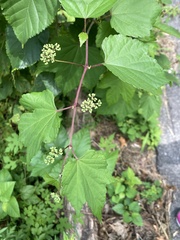 Ampelopsis glandulosa