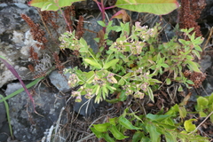 Euphorbia azorica