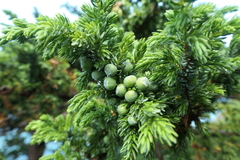 Juniperus brevifolia