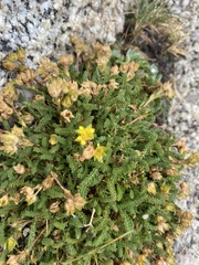 Ivesia lycopodioides