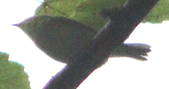 Phylloscopus sibilatrix