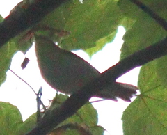 Phylloscopus sibilatrix