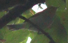 Phylloscopus sibilatrix