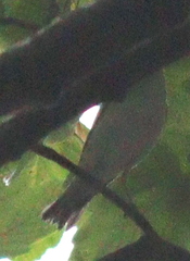 Phylloscopus sibilatrix