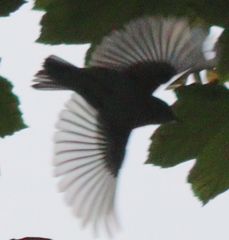 Phylloscopus sibilatrix