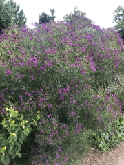 Vernonia lettermannii