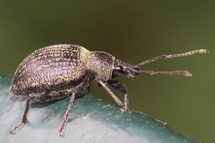 Otiorhynchus pseudonothus