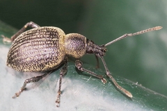 Otiorhynchus pseudonothus