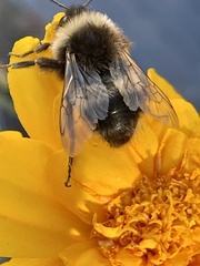 Bombus occidentalis