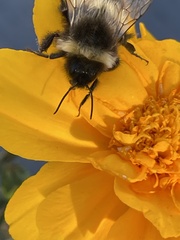 Bombus occidentalis