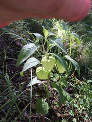 Physalis caudella