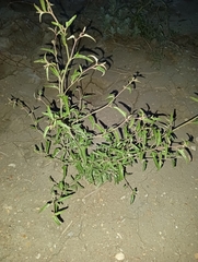Atriplex aucheri