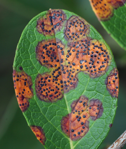 Ophiodothella vaccinii