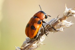 Coptocephala rubicunda