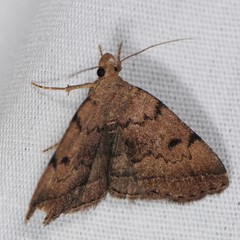 Zanclognatha dentata