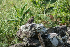 Turdus merula azorensis
