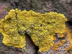Candelina submexicana