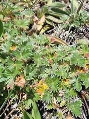 Potentilla nivea