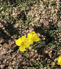 Moraea fugacissima