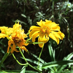 Verbesina longifolia