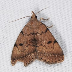 Zanclognatha dentata