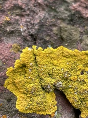 Candelina submexicana