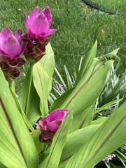 Curcuma