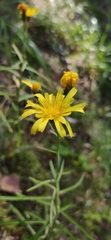 Hieracium umbellatum filifolium