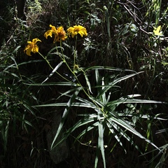 Verbesina longifolia