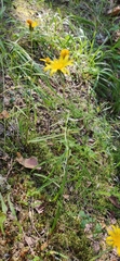 Hieracium umbellatum filifolium