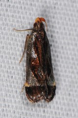 Dichomeris ochripalpella