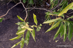 Morinda pubescens
