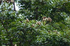 Hymenaea