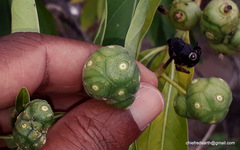 Morinda pubescens
